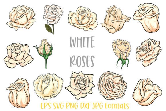 Download White Rose Flower Line Art Illustrations - Line art illustrations Collection
